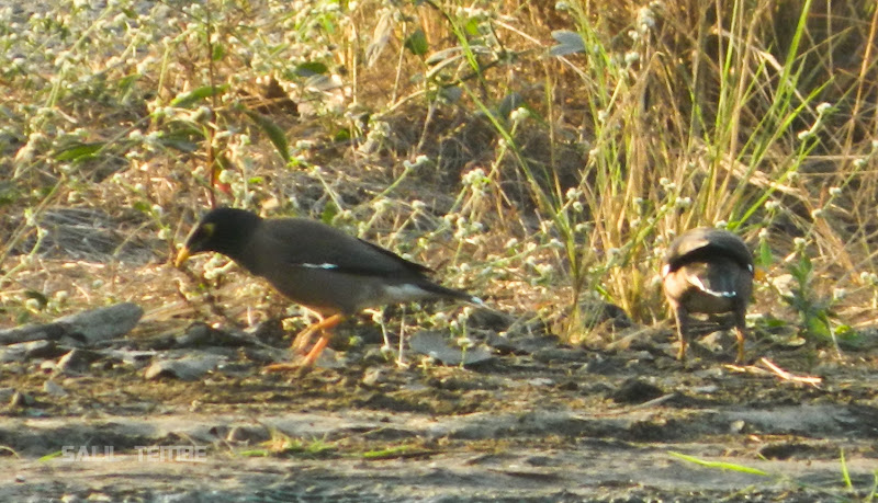 Common Myna