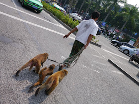 three leashed monkeys crossing a road in Zhuhai