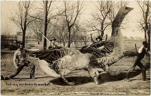 Patos gigantes em cartão postal do início do séc. XX