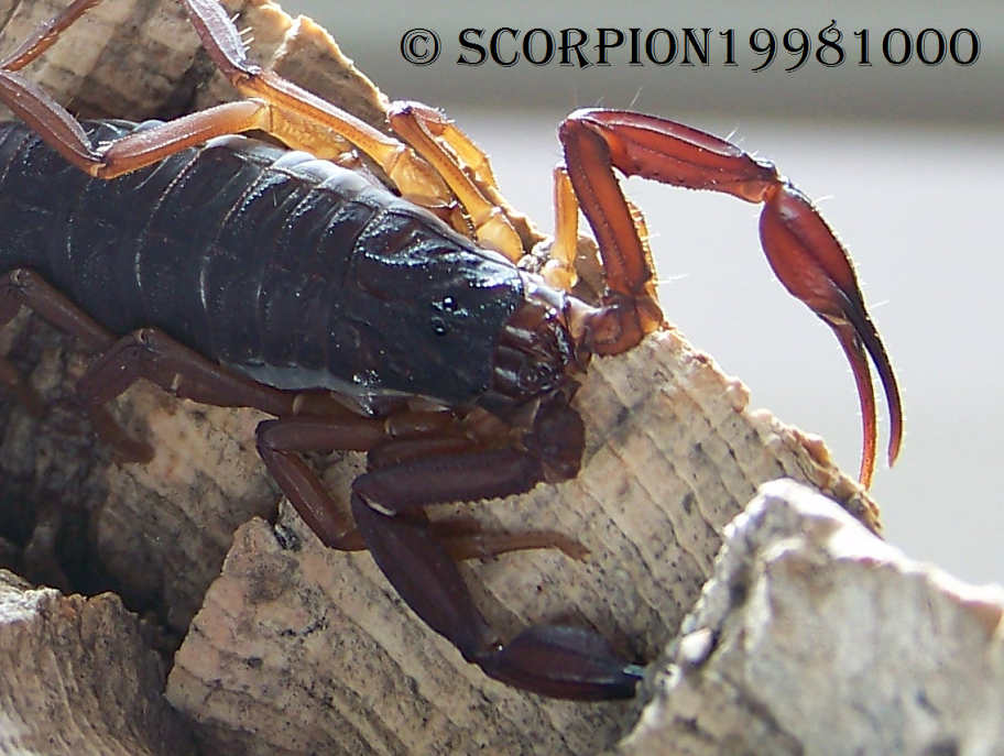 This forum is in dire need of scorpification! 9