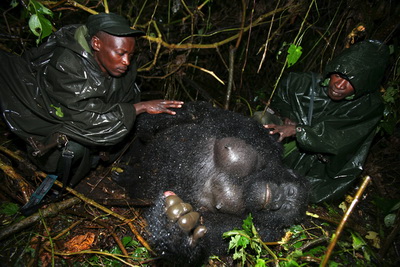 the_shock_killing_of_mountain_gorillas_02_resize.jpg