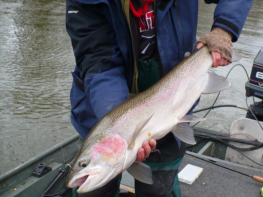 big drop back hen steelhead