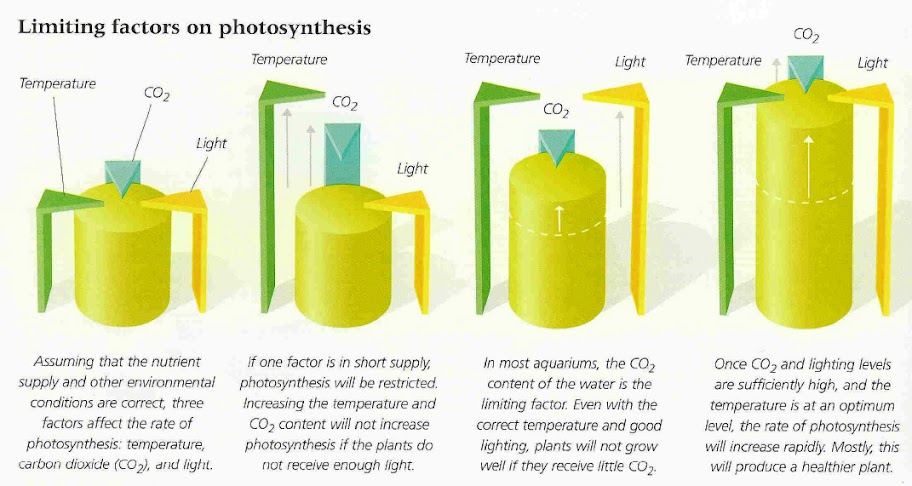 Injection de CO2 dans le bac : Faire toute une installation ou souffler simplement dans la cloche? Photosynthese