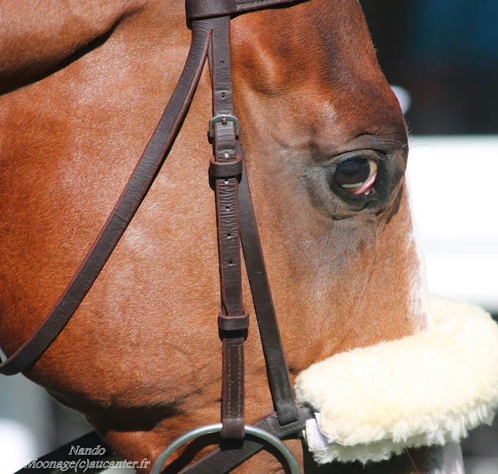 Photos Auteuil 18-10-2014 IMG_4836