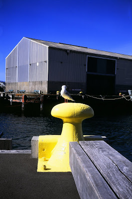 Wellington Waterfront Bollard