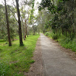 Forest with footpath on the Owens Walkway in Redhead (390935)