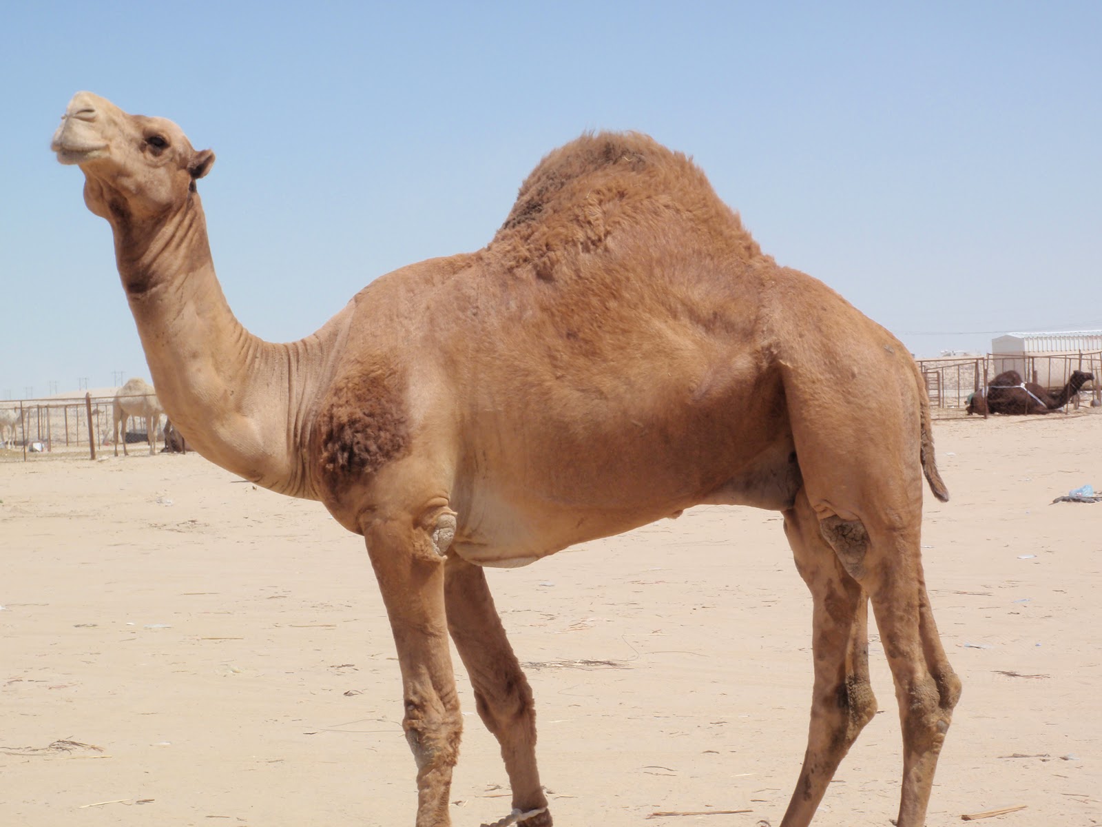 Camel Market.