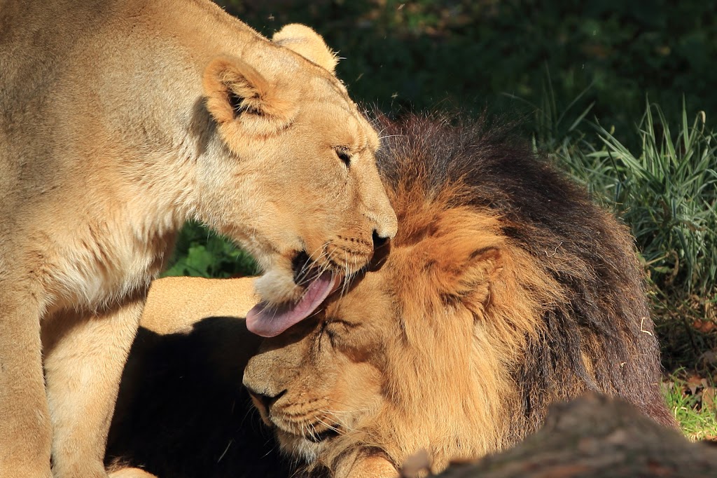 IMAGE: https://lh5.googleusercontent.com/-hVhl054Ffrg/TqsxXg6LjAI/AAAAAAAABq4/_M-YLuRe0_Q/s1024/IMG_0516.JPG