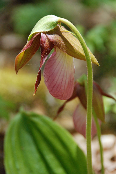 Native Plants From Alabama: Cypripedioideae Pink Lady Slipper (Orchid)