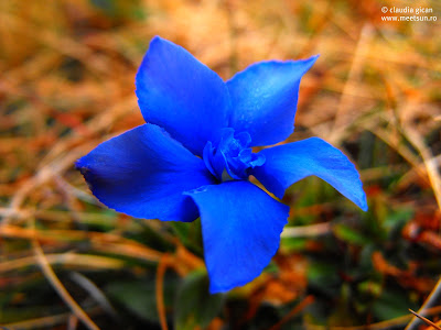 genţiană sau ghinţură-de-primăvară (Gentiana verna) - cea mai albastră dintre flori