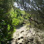 Track near Maroubra (18213)