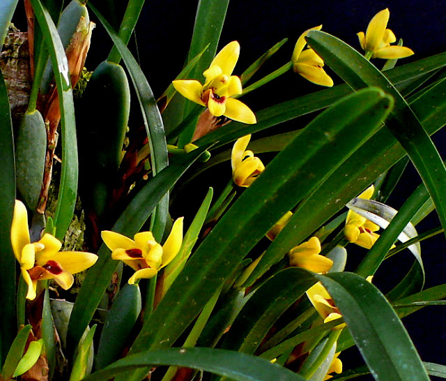 Растения из Тюмени. Краткий обзор - Страница 5 Maxillaria%252520variabilis