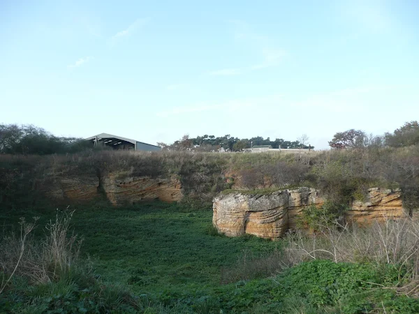 This pit at Richmond Farm shows 6m of Coralline Crag and is the best example in this area.  The pit contains Aragonite with a high content of  quartz and is a rich source of fossils from the late Pliocene period