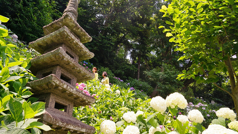 鎌倉 長谷寺 あじさい 写真3