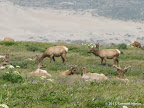 Tule elk