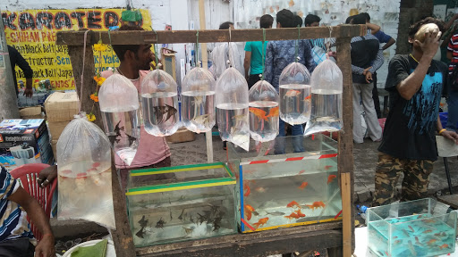Galiff Street Pet Market, Gallif Street, Baghbazar, Kolkata, West Bengal 700003, India, Pet_Shop, state WB
