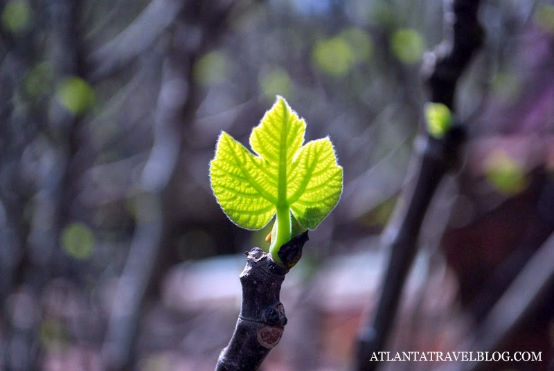 State Botanical Garden of Georgia