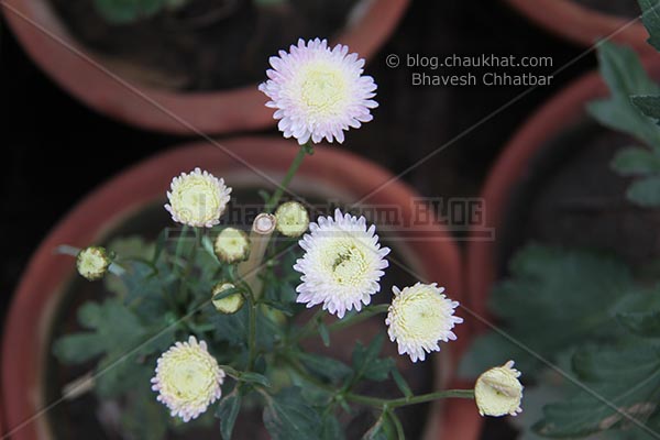 Chrysanthemum flowers - Guldaudi flowers