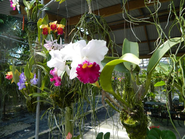 Орхидеи и прочая красота на о. Пхукет - Страница 16 DSCN0111