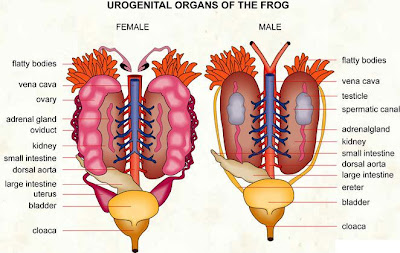 urogenital kodok Sistem Ekskresi (2): Sistem ekskresi pada Vertebrata