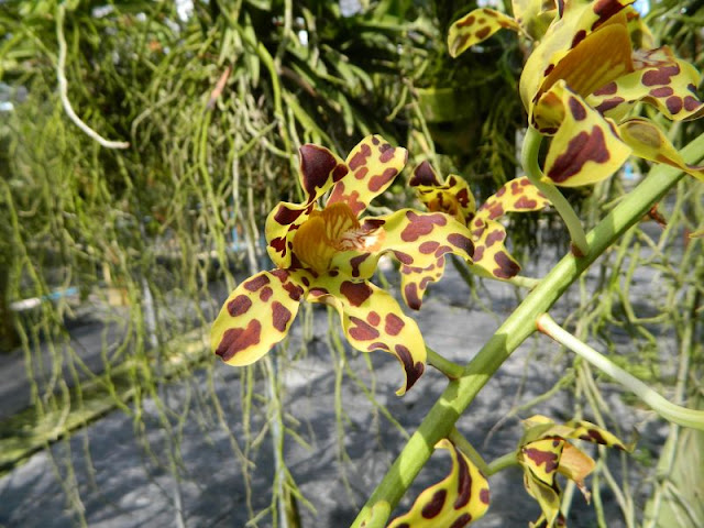 Орхидеи и прочая красота на о. Пхукет - Страница 16 DSCN0130