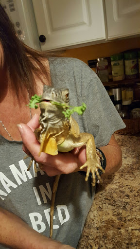 Pet Store «Zoo Reptiles Birds & Fish», reviews and photos, 1444 State St, Schenectady, NY 12304, USA