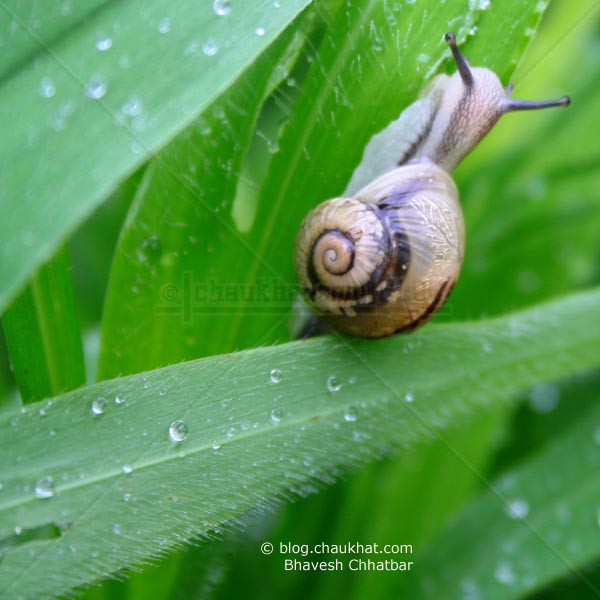 Beautiful Snail on Grass