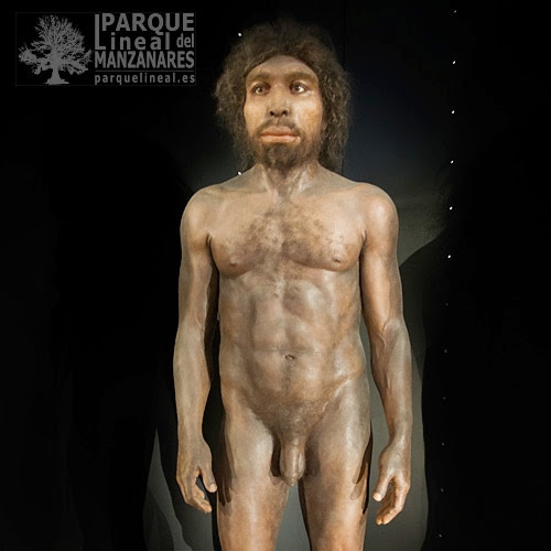 Homo rhodesiensis. El más directo ancestro africano del sapiens. Museo de la evolución. Burgos.