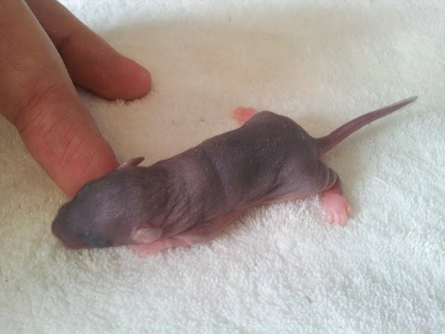 [ADOPT SUSP] PORTEE RATS NUS OU PAS, reste 6 femelles (Peach et Kojak) 20120214_152223
