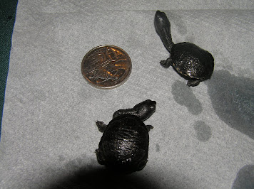 My Turtles