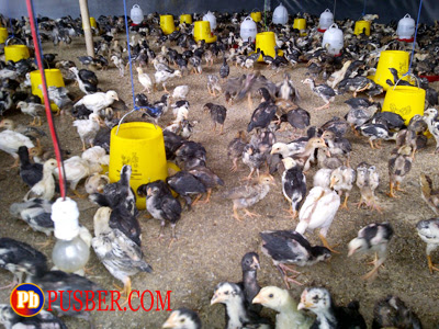 cara menggemukan ayam bangkok muda