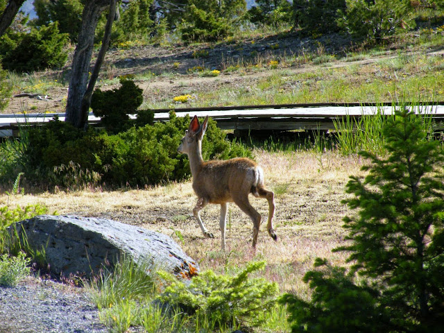 DIA-4. Mammoth Springs, Tower, Lamar, Beartooth Pass y Cody. - Los fascinantes parques del oeste americano. (5)