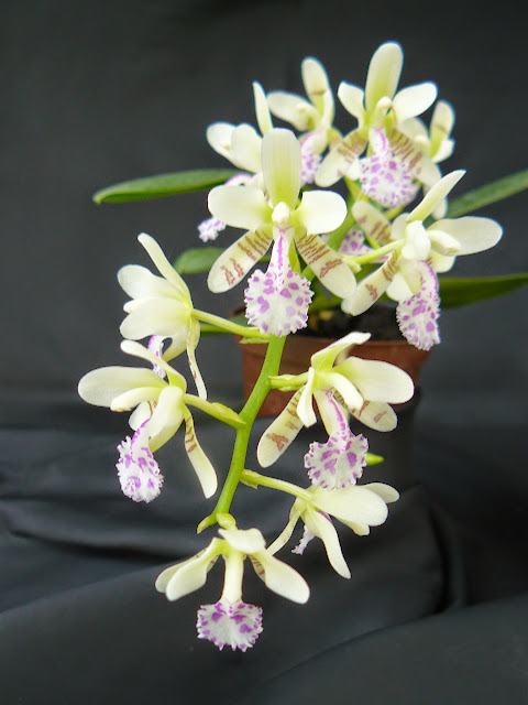 Phalaenopsis (Sedirea) japonica Aerides%2520japonicum
