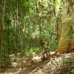 Dense forest north of Ourimbah Creek (368806)