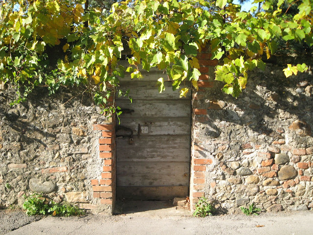 Tuscan door and vine in Paganico in Southern Tuscany