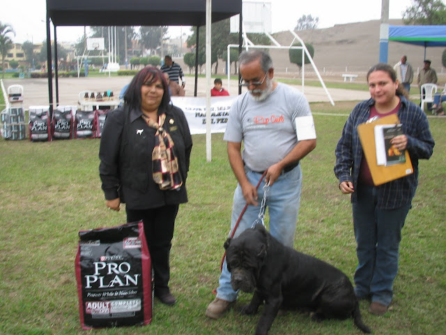 6° ESPECIALIZADA DE  EL CLUB DEL MASTINO NAPOLETANO IMG_0060