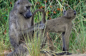 Wildlife Photos of African Monkey