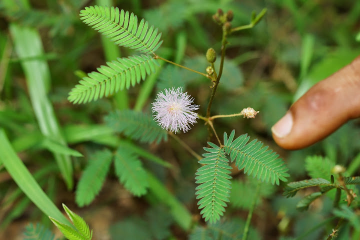 Шри-Ланка: на машине 1 100 км,  фото без комментариев, март-апрель 2013г.