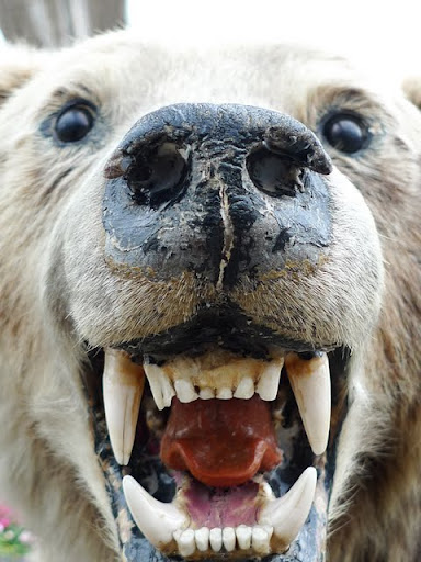 ツキノワグマ　剥製