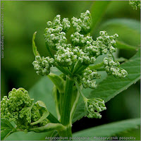 Aegopodium podagraria flower bud - Podagrycznik pospolity pąki kwiatowe