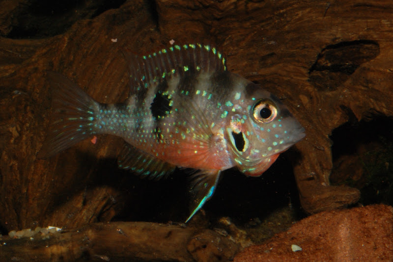 Thorichthys maculipinnis "ellioti" Tilapan Rio Tepango 2010 - Page 5 DSC_6727