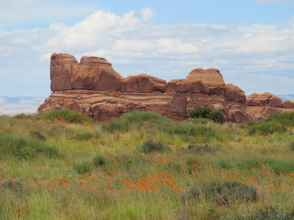 Field of globemallow in Courthouse Pasture