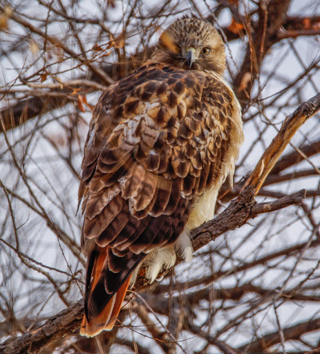 Wildlife Refuge «Rocky Mountain Arsenal National Wildlife Refuge», reviews and photos