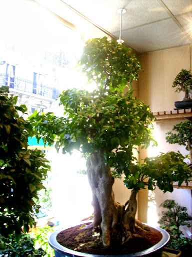 ... e por falar em Paris bonsai... P9230070
