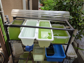 メダカ飼育日記 マッツーパパの気ままな休日