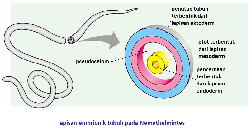 kerugian filum nemathelminthes)