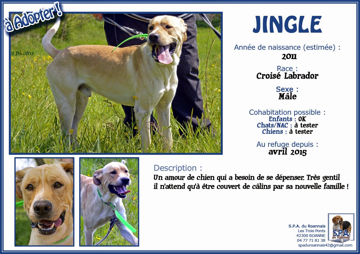 JINGLE - x labrador 4 ans - Spa du Roannais à Roanne (42) Fiche-JINGLE-2011