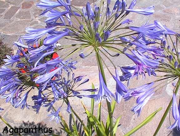 Agapanthus (Agapanthe)