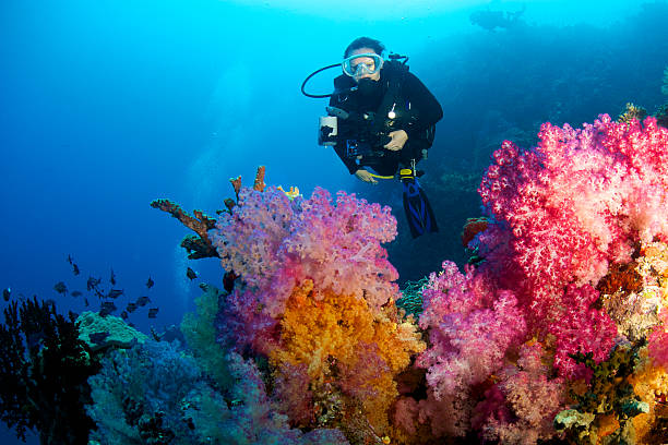 surfing and diving
