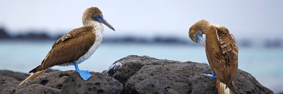 Blue-Footed Booby, Galapagos